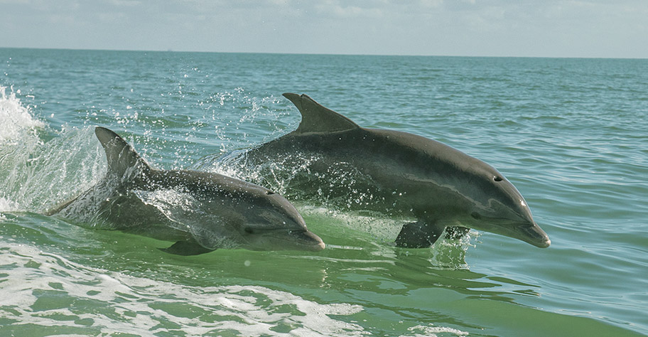 Malediven Delfine Familienferien