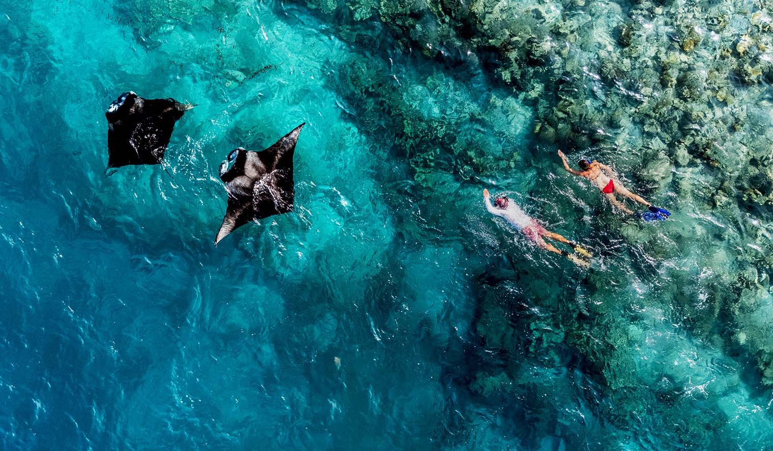 Schnorcheln mit Mantarochen