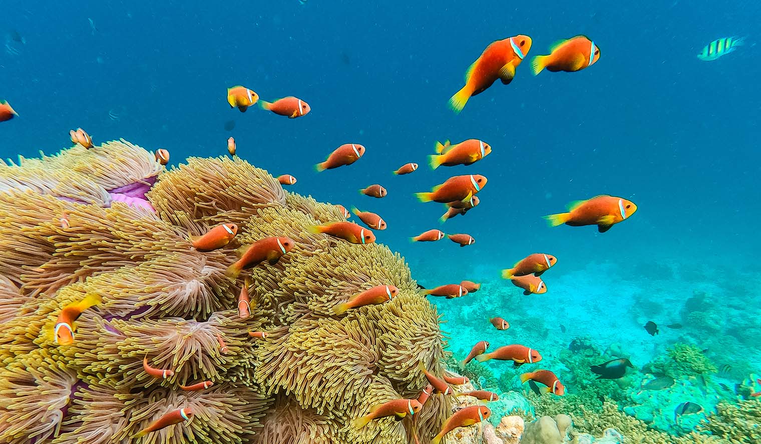 Malediven Tauchen mit Fischen