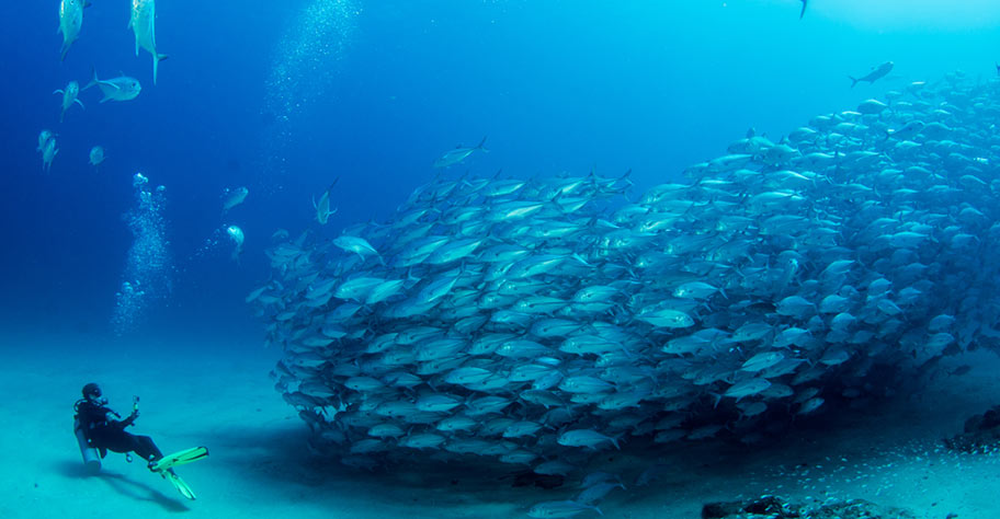 Malediven Tauchen Fischschwarm