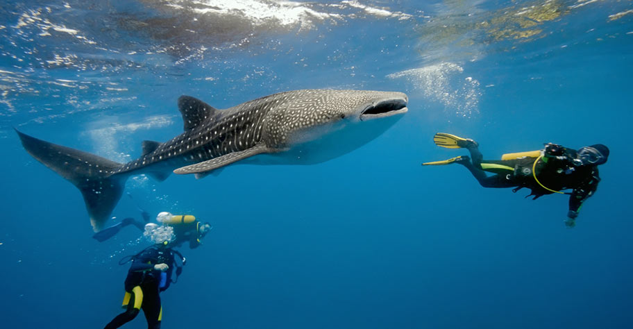 Tauchen Malediven mit Walhai
