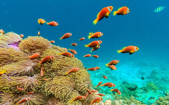 Fische und Korallen auf Malediven