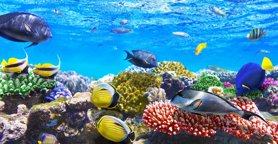 Korallenriff Fische Malediven Tauchen